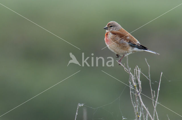 Eurasian Linnet (Carduelis cannabina)