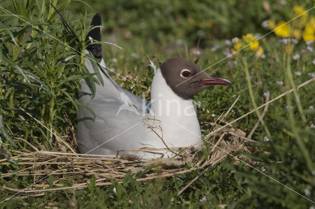 Black-headed Gull (Larus ridibundus)