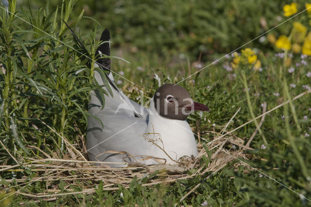 Black-headed Gull (Larus ridibundus)