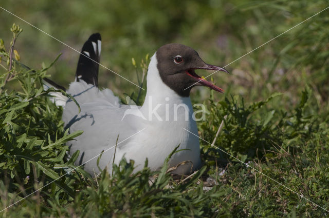 Black-headed Gull (Larus ridibundus)