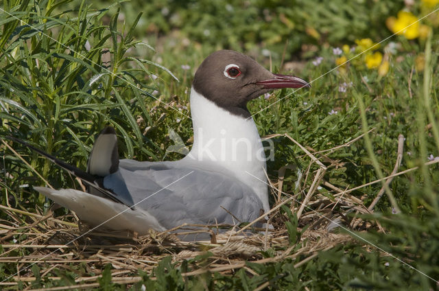 Black-headed Gull (Larus ridibundus)