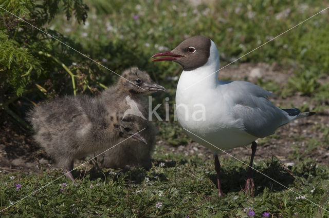 Black-headed Gull (Larus ridibundus)