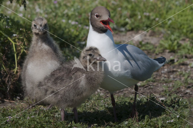 Black-headed Gull (Larus ridibundus)