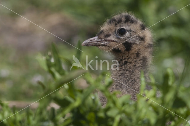 Black-headed Gull (Larus ridibundus)