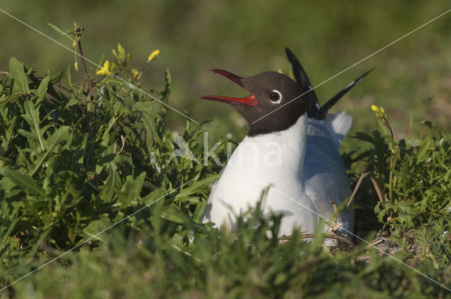 Black-headed Gull (Larus ridibundus)