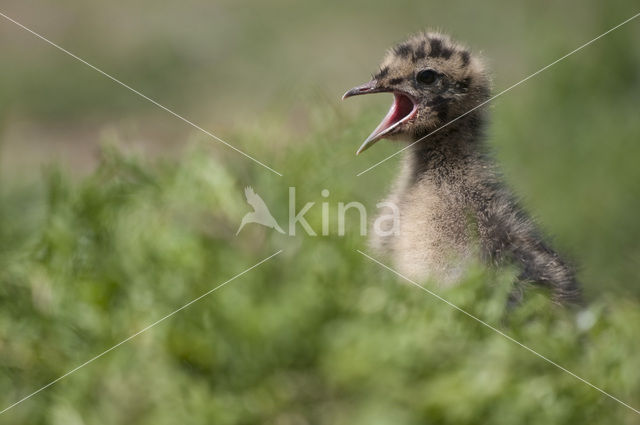 Black-headed Gull (Larus ridibundus)