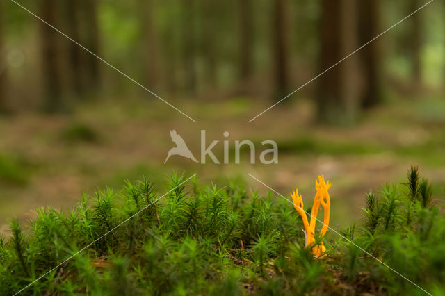 Koraalzwam (Clavulinopsis cinerioides)