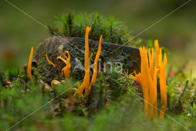 Coral (Clavulinopsis cinerioides)