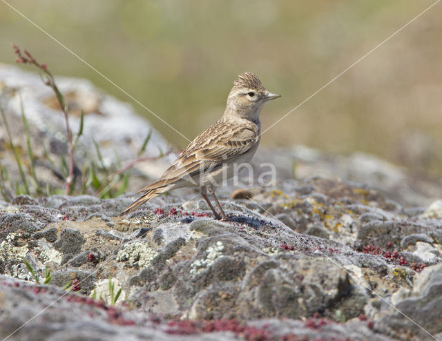 Short-toed Lark (Calandrella brachydactyla)