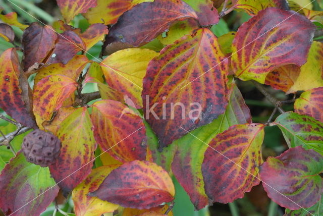 Kousa dogwood (Cornus kousa)