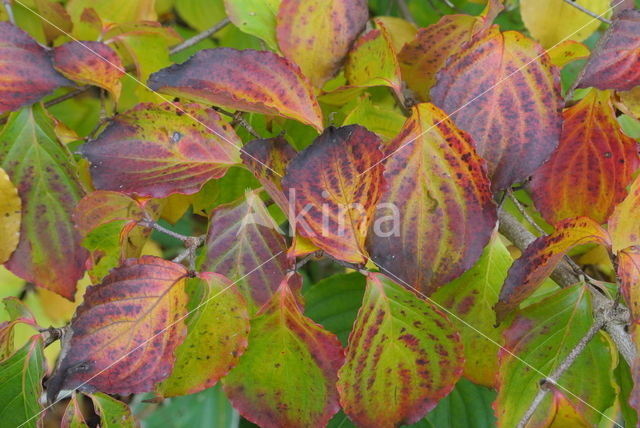 Kousa dogwood (Cornus kousa)