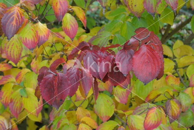 Kousa dogwood (Cornus kousa)