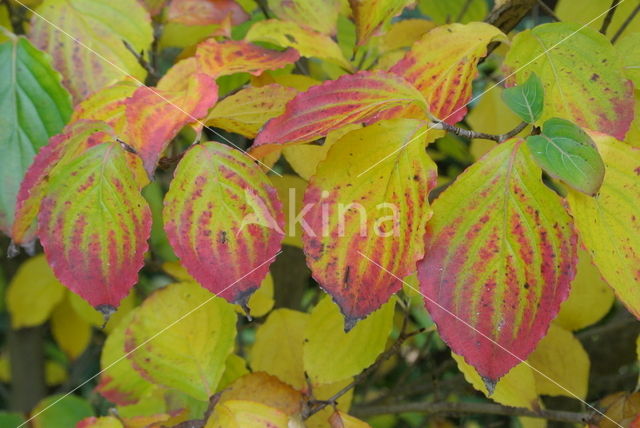 Kousa dogwood (Cornus kousa)