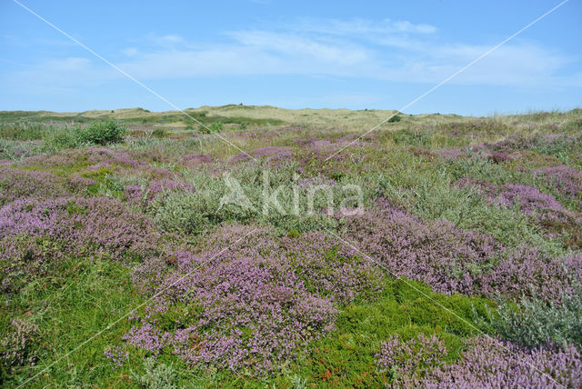 Black Crowberry (Empetrum nigrum)