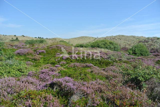 Black Crowberry (Empetrum nigrum)
