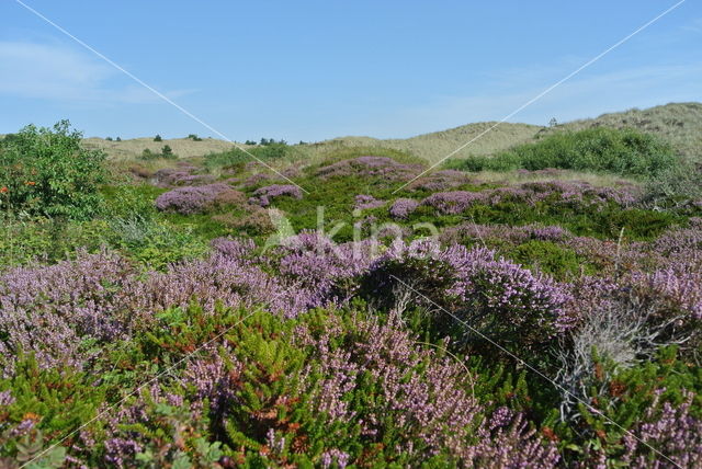 Black Crowberry (Empetrum nigrum)
