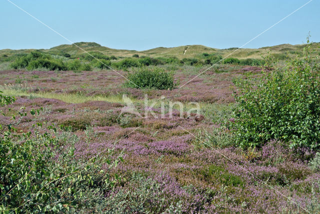 Black Crowberry (Empetrum nigrum)