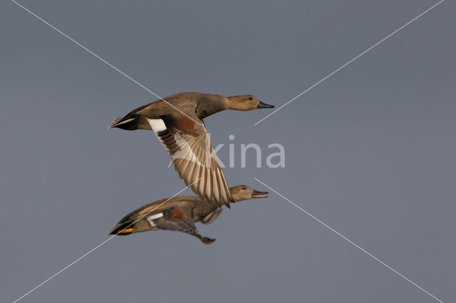 Gadwall (Anas strepera)