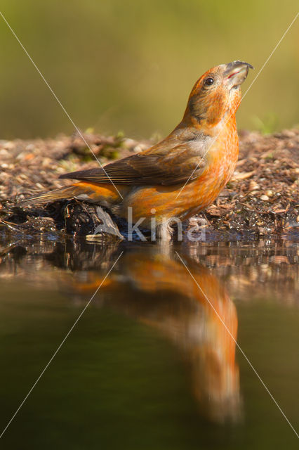 Red Crossbill (Loxia curvirostra)