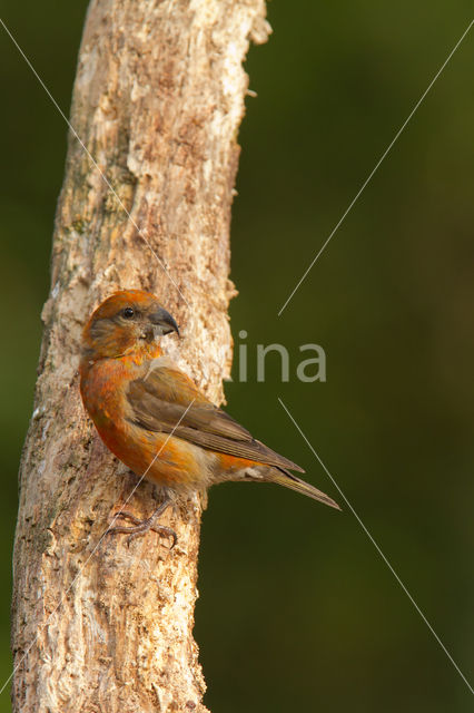 Red Crossbill (Loxia curvirostra)