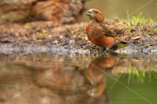 Red Crossbill (Loxia curvirostra)