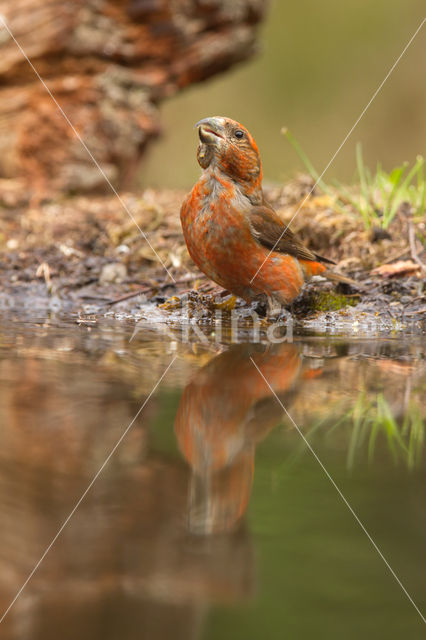 Red Crossbill (Loxia curvirostra)