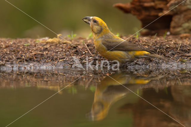 Red Crossbill (Loxia curvirostra)