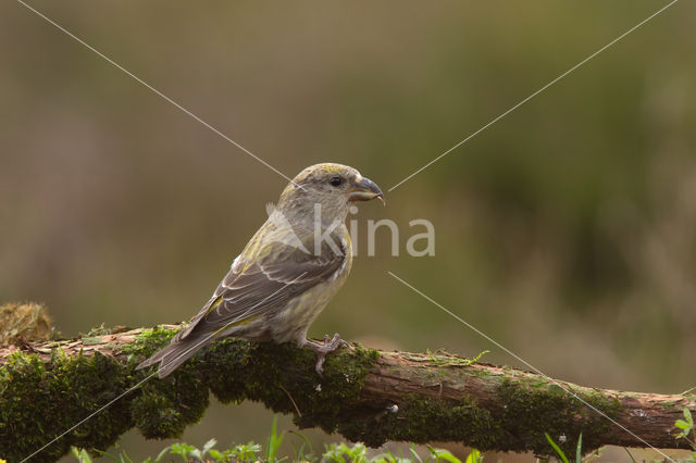Red Crossbill (Loxia curvirostra)