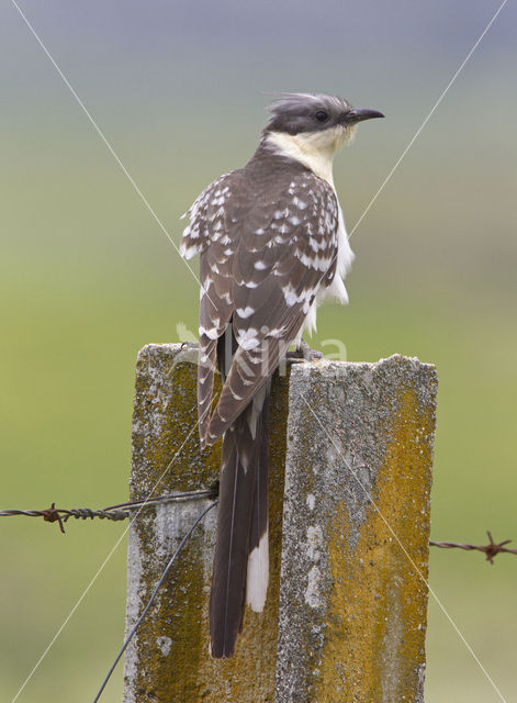 Kuifkoekoek (Clamator glandarius)