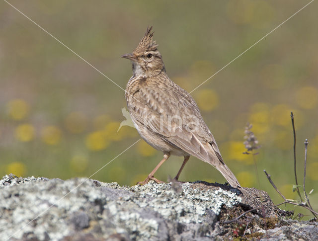 Crested Lark (Galerida cristata)