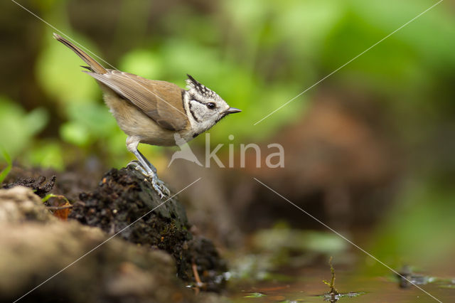 Kuifmees (Parus cristatus)