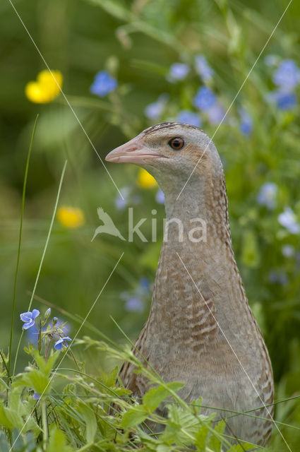 Corncrake (Crex crex)