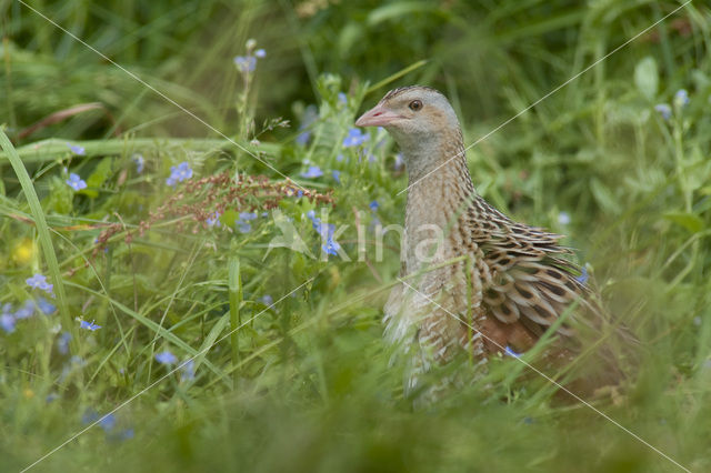 Corncrake (Crex crex)