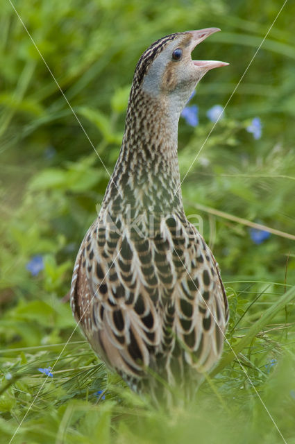 Corncrake (Crex crex)