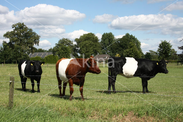 Dutch Belted Cow