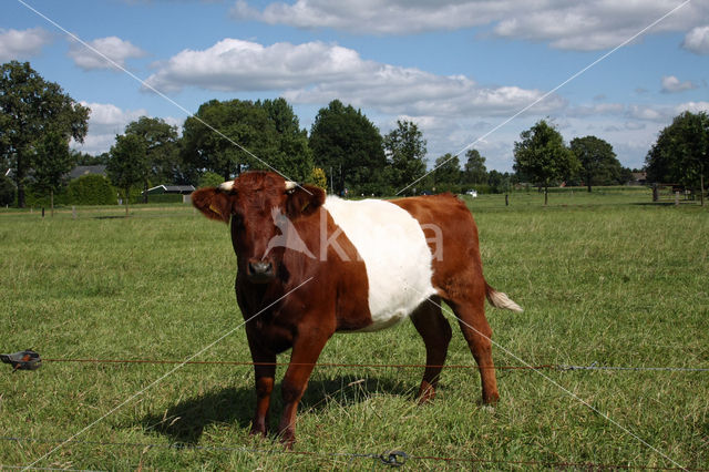 Dutch Belted Cow