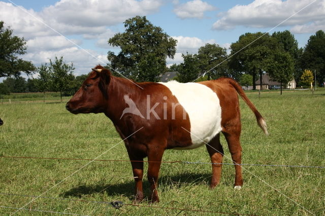 Lakenvelder Koe (Bos domesticus)