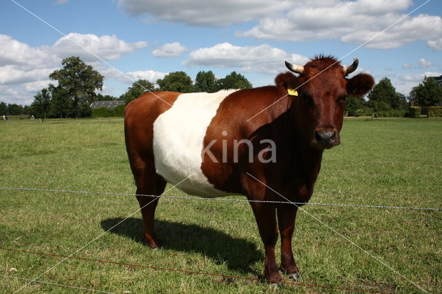 Dutch Belted Cow