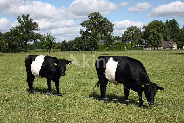 Dutch Belted Cow