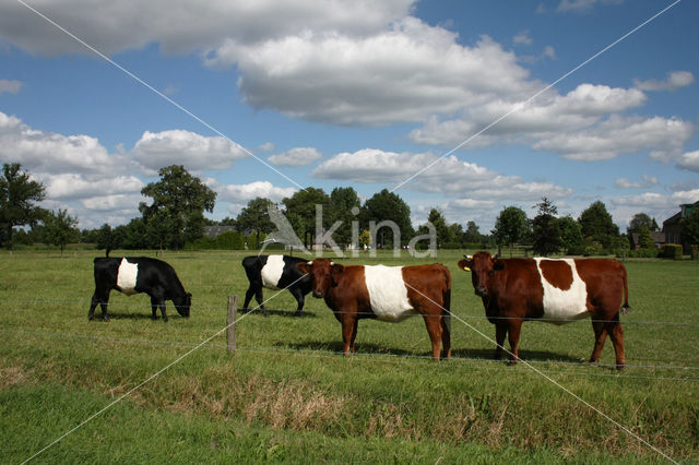 Dutch Belted Cow