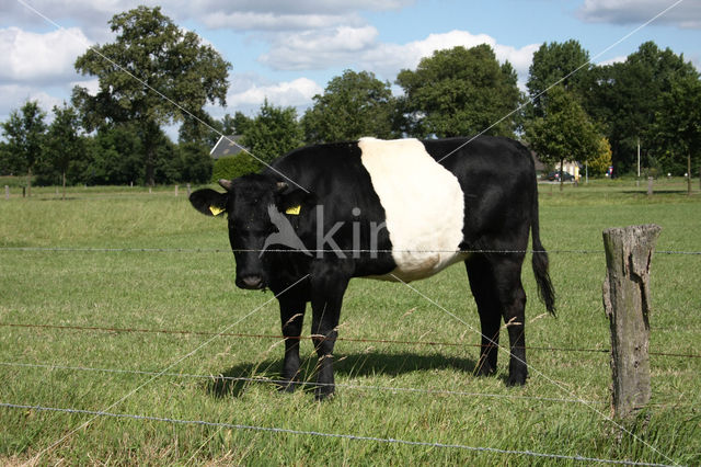 Dutch Belted Cow