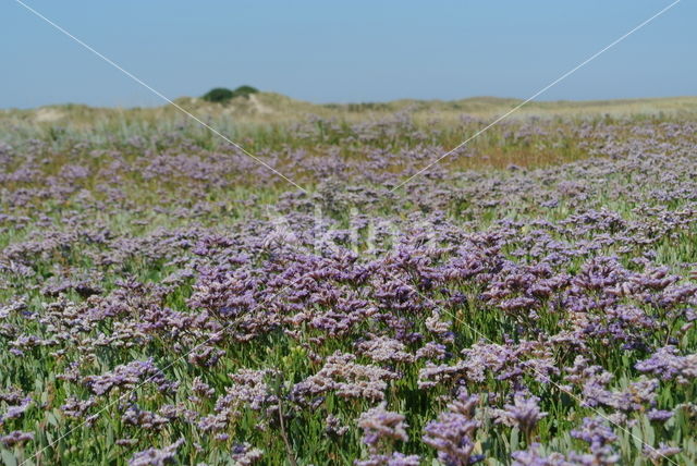 Lamsoor (Limonium vulgare)