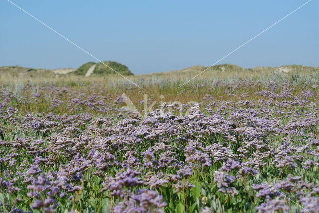 Common Sea Lavender (Limonium vulgare)