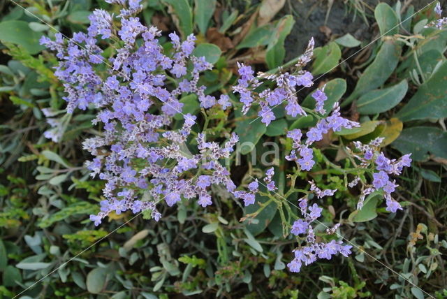 Common Sea Lavender (Limonium vulgare)