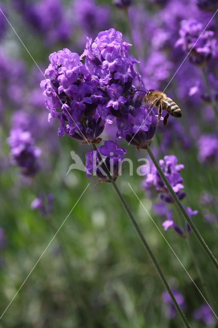 Lavendel (Lavandula spec.)