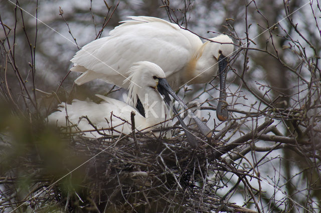 Lepelaar (Platalea leucorodia)