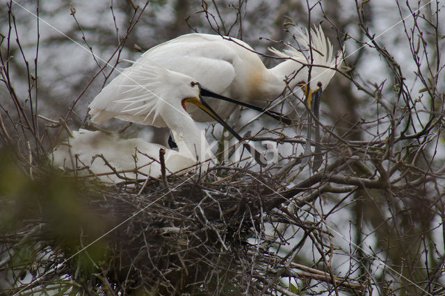 Lepelaar (Platalea leucorodia)