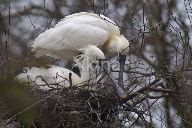 Eurasian Spoonbill (Platalea leucorodia)