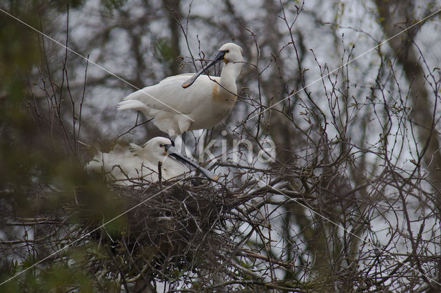 Eurasian Spoonbill (Platalea leucorodia)