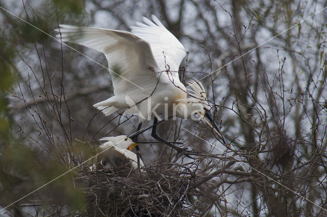 Lepelaar (Platalea leucorodia)